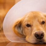 犬の避妊の手術後はいつまでカラー？失敗しない3つの目安