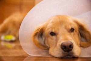 犬の避妊の手術後はいつまでカラー？失敗しない3つの目安