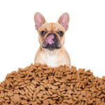 去勢後の犬のドッグフードは変えるべき？太り過ぎを防ぐ3つの新常識