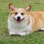 去勢後に太る犬は損？生活と食事の簡単対策5つ