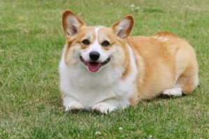 去勢後に太る犬は損？生活と食事の簡単対策5つ