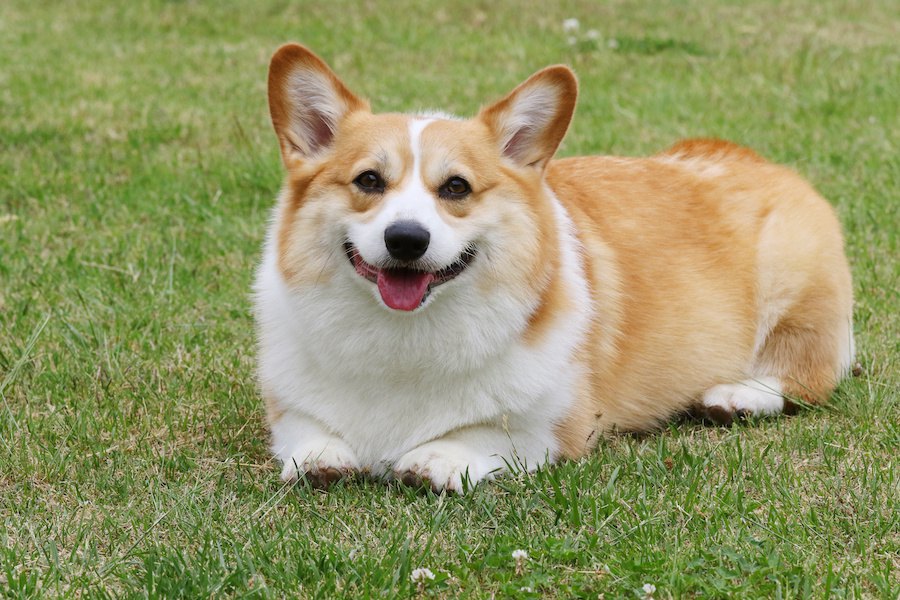 去勢後に太る犬は損？生活と食事の簡単対策5つ