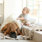 赤ちゃんに嫉妬する犬の行動5つと事故を防ぐ対策