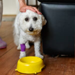 犬の去勢後ご飯はいつから？失敗しない3つのコツ