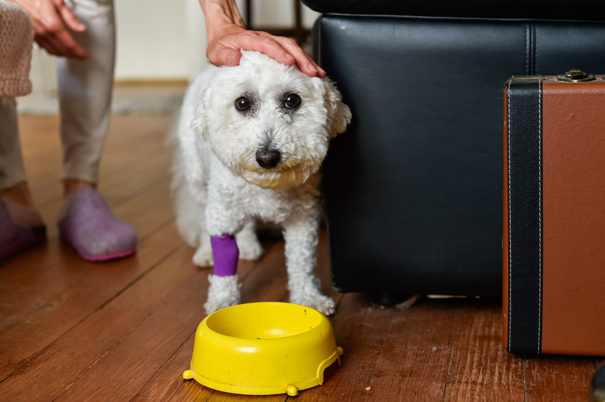 犬の去勢後ご飯はいつから？失敗しない3つのコツ