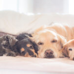 ライフスタイル別 犬の去勢を早まって後悔しない5軸