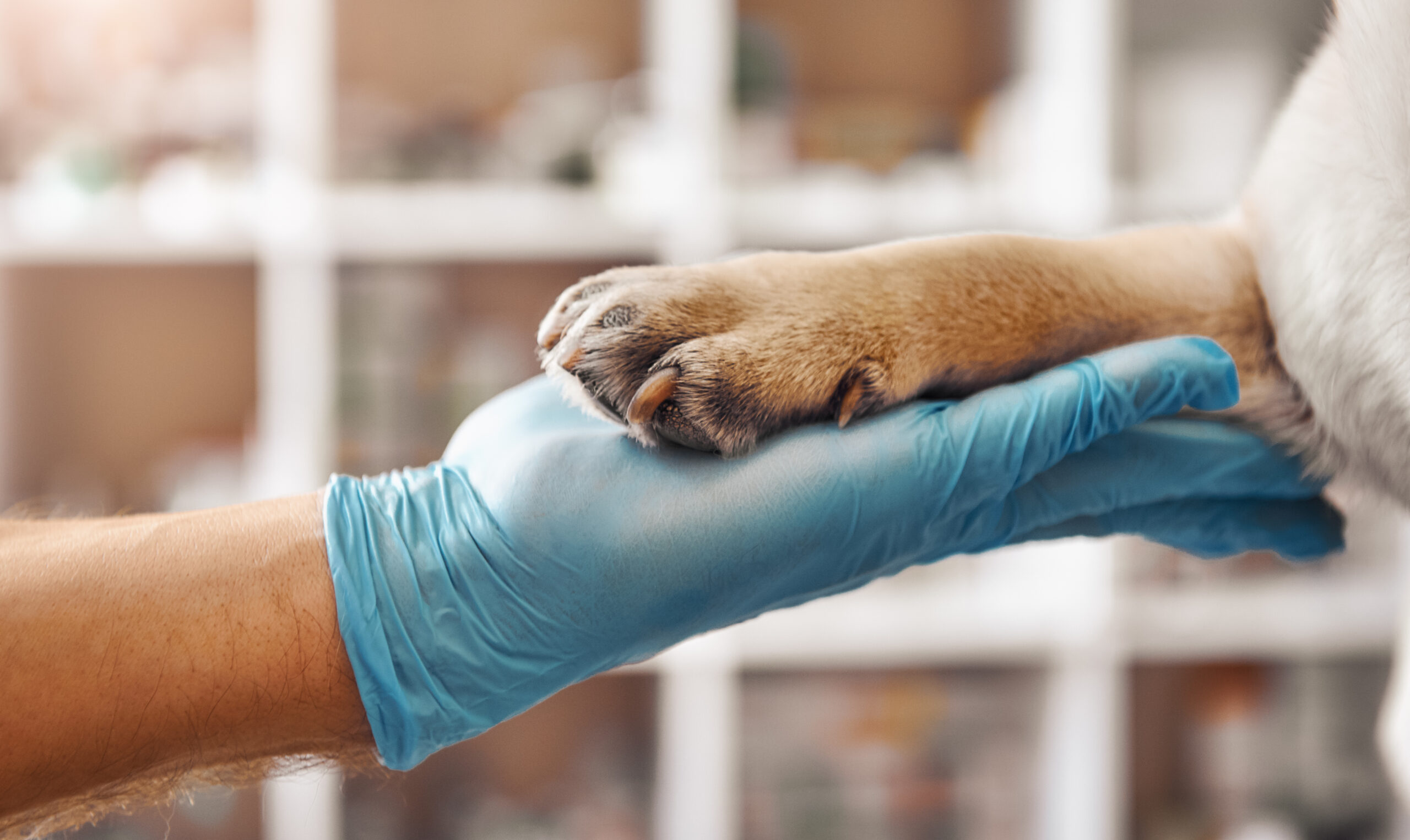 犬の去勢はいつがいい？暮らし別に失敗しない時期