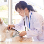 犬との暮らしと避妊の手術 損しない決め方5つ