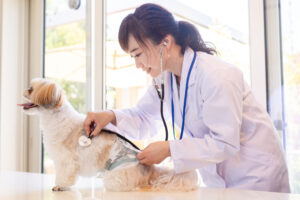 犬との暮らしと避妊の手術 損しない決め方5つ