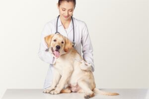 犬の去勢で後悔しない 麻酔リスクと暮らしの新常識