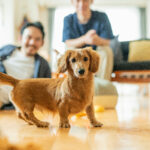 犬の去勢手術後の暮らし方と失敗しない注意点7つ