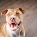 犬の避妊手術をしないとどうなる？後悔しない5つの考え方