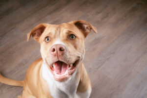 犬の避妊手術をしないとどうなる？後悔しない5つの考え方