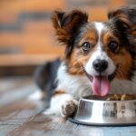犬の避妊手術後ご飯はいつから？失敗しない3つのポイント