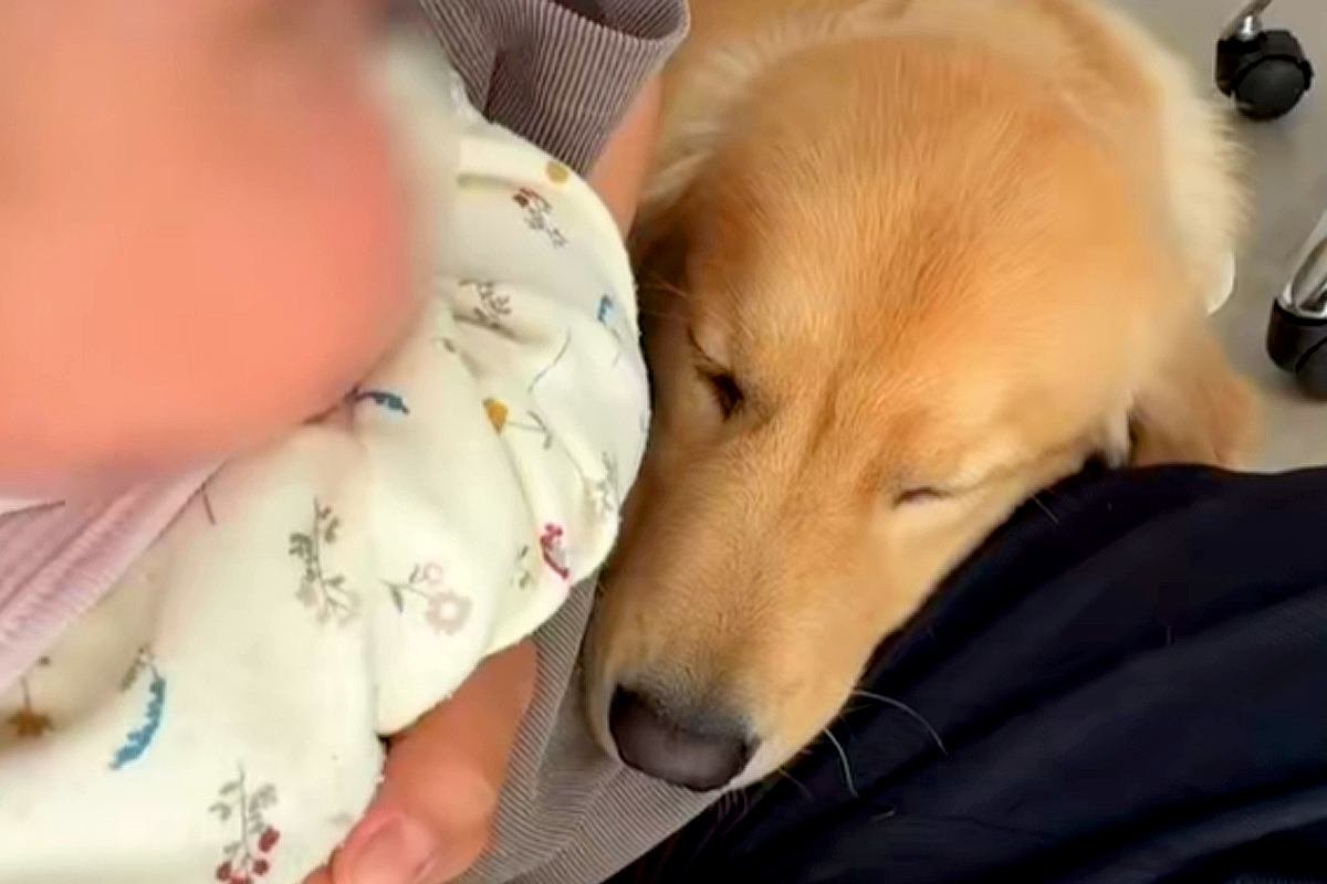 赤ちゃんに嫉妬している犬の代表的な行動5つ