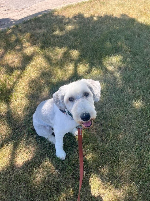 赤ちゃんと犬を徐々に慣らすためのステップ