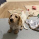 赤ちゃんを犬が噛む前に！絶対に守る5つの安全策