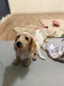 赤ちゃんを犬が噛む前に！絶対に守る5つの安全策