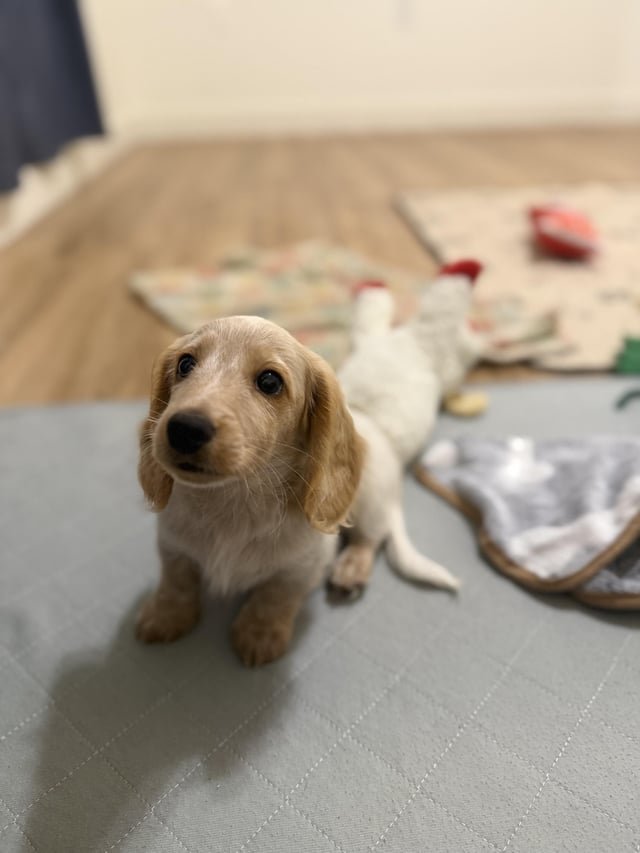 赤ちゃんを犬が噛む前に！絶対に守る5つの安全策