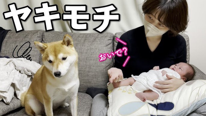 犬はなぜ赤ちゃんにやきもちを焼くのか