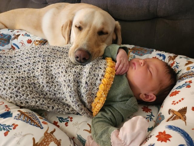 犬が赤ちゃんを噛むリスクと事故が起きやすい場面