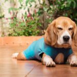 犬の手術後ケアで傷口が悪くならない7つの習慣