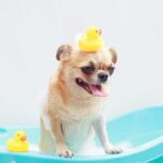 犬の去勢の手術後シャンプーはいつから？失敗しない3つの注意