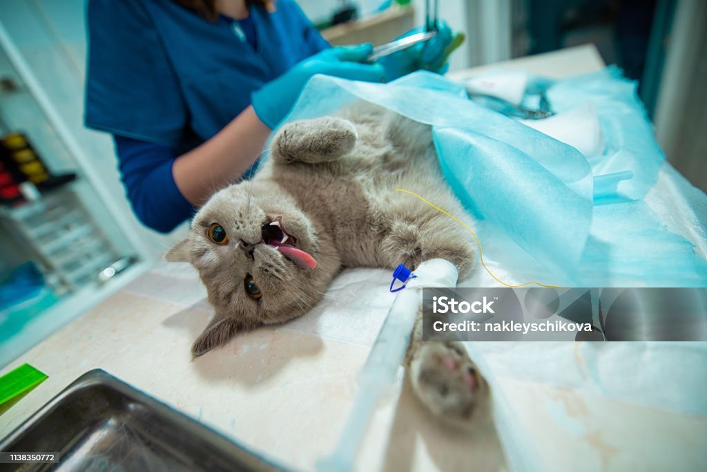 去勢手術のデメリットと注意点
