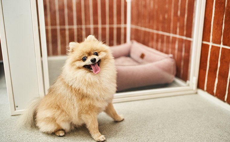 信頼できる動物病院と相談の進め方