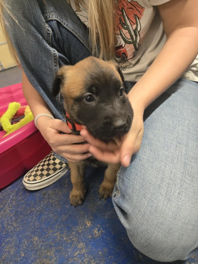 動物病院で行う避妊手術の一般的な流れ