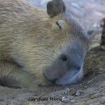 犬の去勢手術後の暮らし方と失敗しない注意点7つ