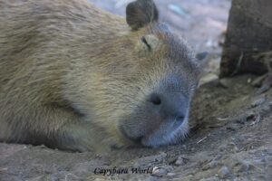 犬の去勢手術後の暮らし方と失敗しない注意点7つ