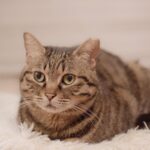 犬の避妊の手術のあと絶対注意したい7つ