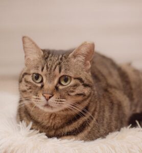 犬の避妊の手術のあと絶対注意したい7つ