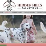 犬の避妊の手術後はいつまでカラー？失敗しない3つの目安