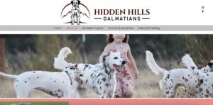 犬の避妊の手術後はいつまでカラー？失敗しない3つの目安