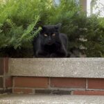 犬の手術後ケアで傷口が悪くならない7つの習慣