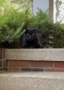 犬の手術後ケアで傷口が悪くならない7つの習慣