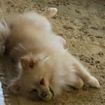 犬の去勢の手術後シャンプーはいつから？失敗しない3つの注意