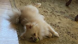 犬の去勢の手術後シャンプーはいつから？失敗しない3つの注意