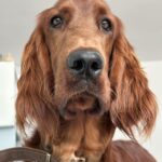 犬の去勢はいつがいい？暮らし別に失敗しない時期