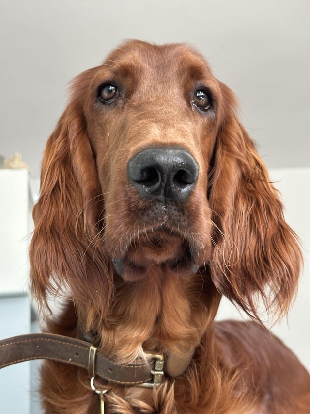 犬の去勢はいつがいい？暮らし別に失敗しない時期