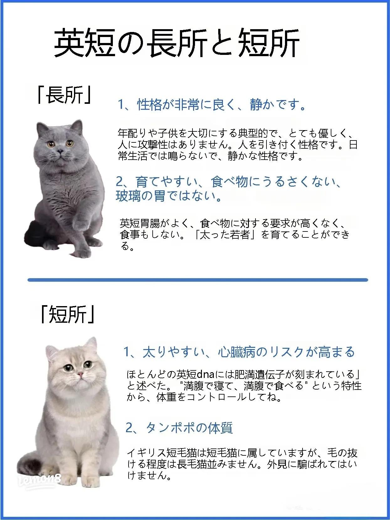 去勢後の犬のドッグフードは変えるべき？太り過ぎを防ぐ3つの新常識