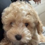 暮らしと犬の避妊の手術は何歳まで？後悔しない判断の基準5つ