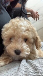 暮らしと犬の避妊の手術は何歳まで？後悔しない判断の基準5つ