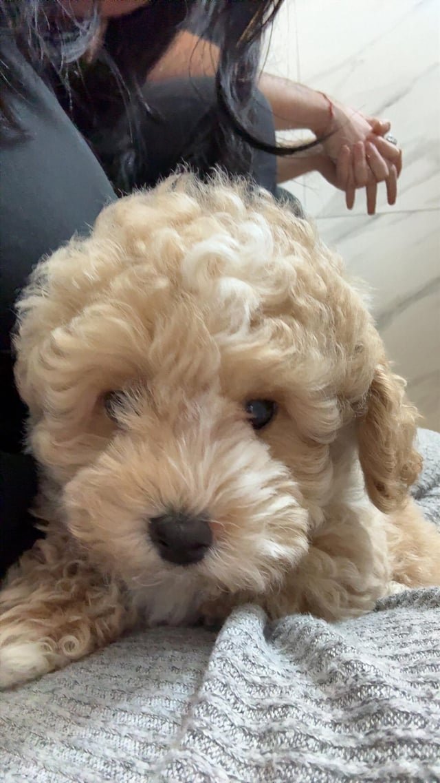 暮らしと犬の避妊の手術は何歳まで？後悔しない判断の基準5つ