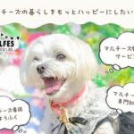 犬の去勢の手術 当日の流れで失敗しない7つの準備