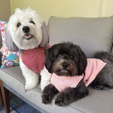 肥満が愛犬の健康にもたらすリスク