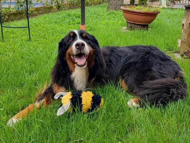 飼い主がよく抱える疑問へのQ&A