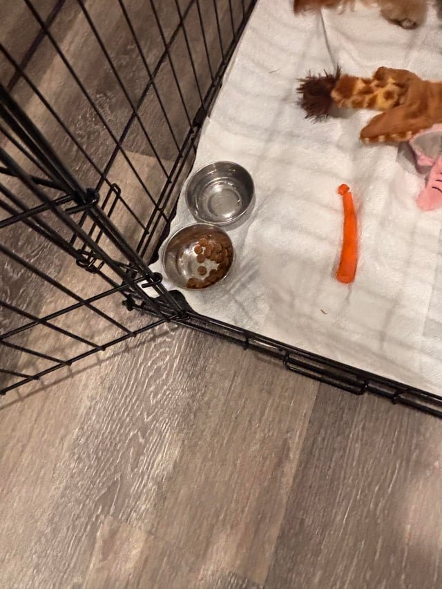 食事・水飲み・排泄のサポートのコツ